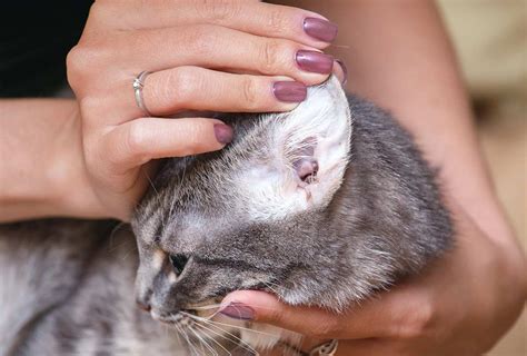 how to know if your cat has ear mites