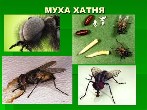Практична робота №1. Виявлення прикладів пристосування до способу життя ...
