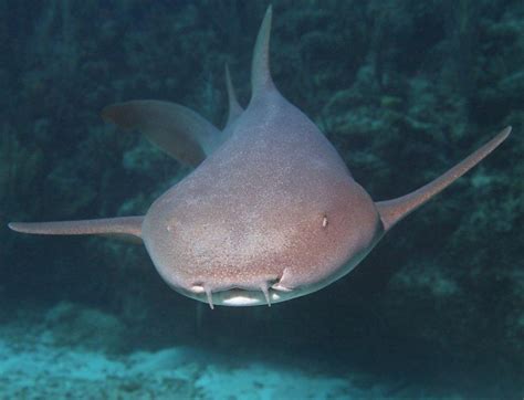 Nurse Shark – "OCEAN TREASURES" Memorial Library