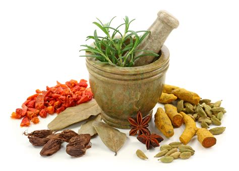 oilsandplantscom herb  medicinal plant profiles