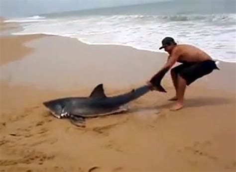 VIDEO: Beach fisherman releases great white - Fishing World Australia
