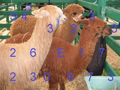 Solve Alpaca jigsaw puzzle online with 63 pieces