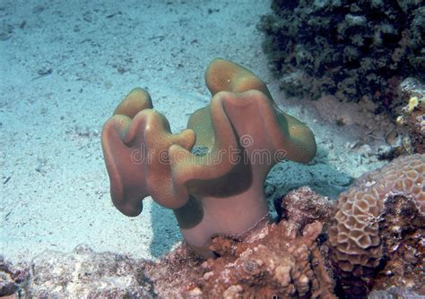 red sea coral stock photo image  water tropical corals