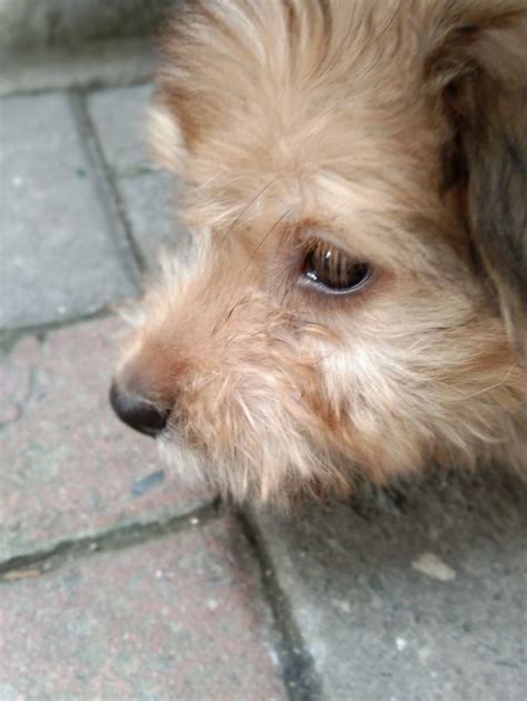 Pin on furr babies | Animals, Yuki, Dogs