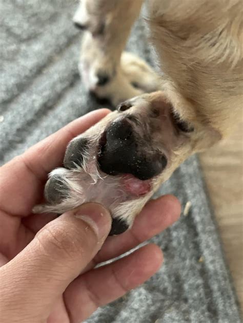 Boil/Blister under dogs paw : r/vet