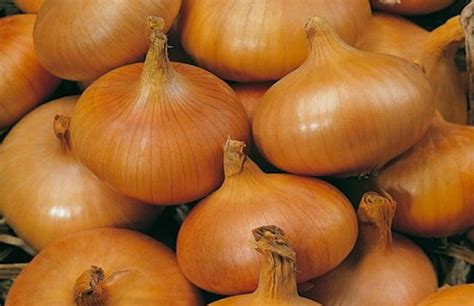 Ціни на цибулю в Україні продовжують бити рекорди – AgroReview