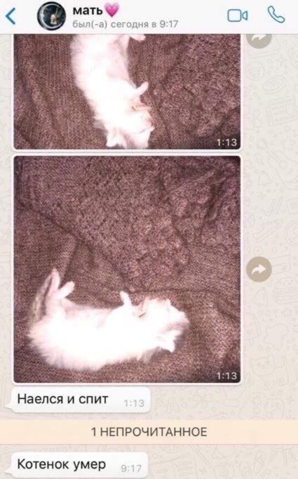 Create comics meme "cat, the kitten ate and sleeping pattern, cat ...