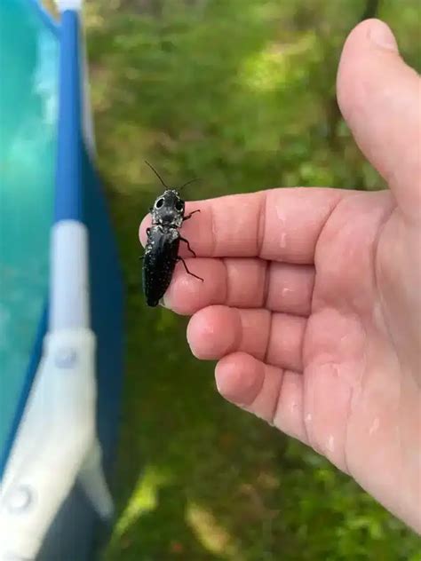 click beetle vs cockroach
