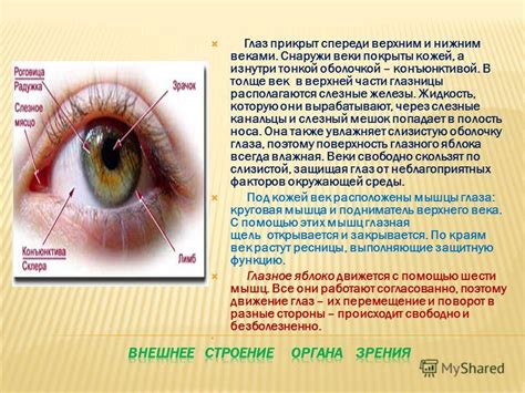 Роговица глаза - строение и функции