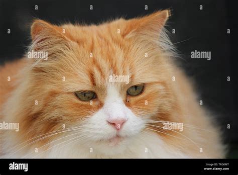 ginger tom stock  ginger tom stock images alamy