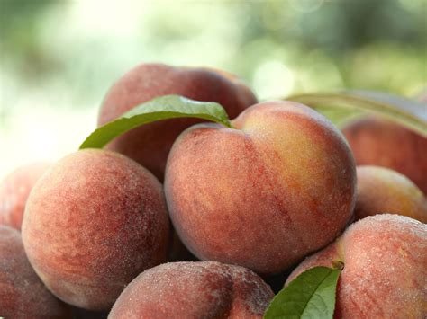 How to grow your own peaches: The best varieties to choose, where to