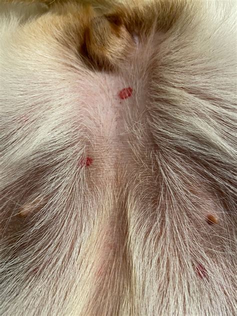 She has a rash, can I share a picture, labrador retrievers, no licking ...