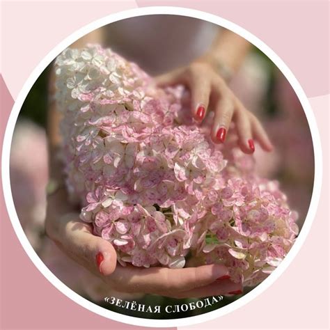 Зелёная Слобода | Сад с гортензиями, Цветение, Гортензия