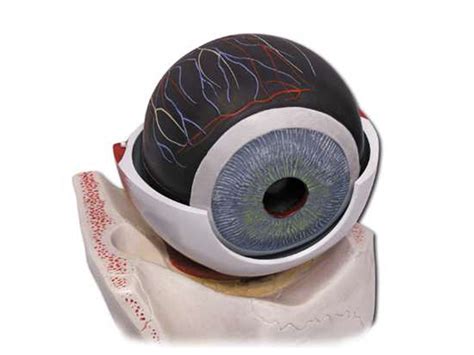 Learn Special Senses: Vision Terms & Definitions for Physics Flashcards ...
