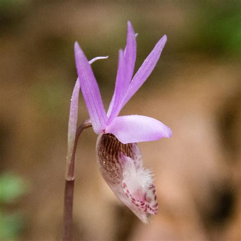 Calypso Orchid - Nature Companion