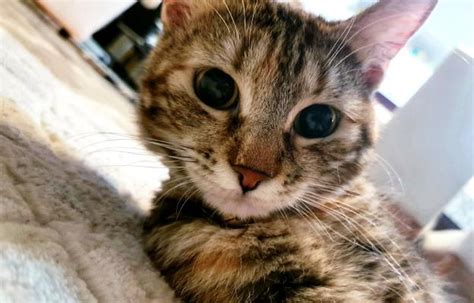 5 съвета за заети хора относно грижите за котката - Котки - DogsAndCats.bg