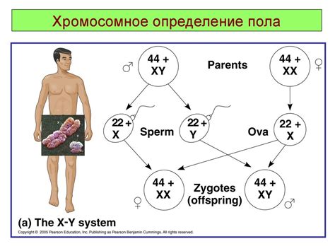Цитогенетический анализ. Хромосомы человека - презентация онлайн