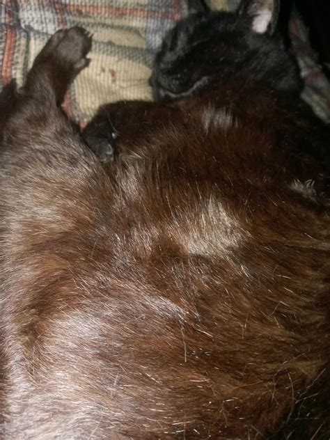 Snore with a purr! 17.5 years old. : r/blackcats