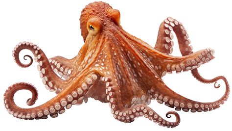 octopus   png