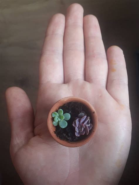 Tiny babies 💕 : r/succulents