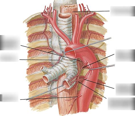bronchial arteries Diagram | Quizlet