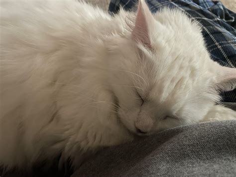 Heres my cat sleeping on my lap. : r/WhiteCats
