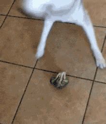 Husky Derp GIF - Husky Derp Dog - Discover & Share GIFs