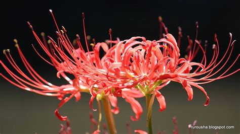 Flores Que Representam A Morte - Mitologia e Lendas do Japão: Higanbana A Flor da Morte