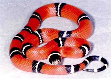 Молочная змея (Lampropeltis triangulum)