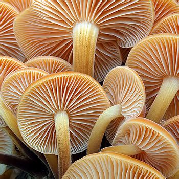 penízovka sametonohá | NaturAtlas.cz