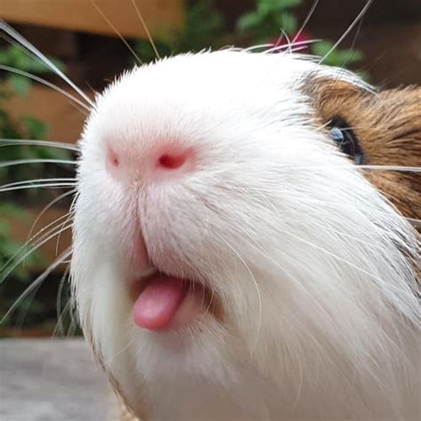 funny pictures  guinea pigs