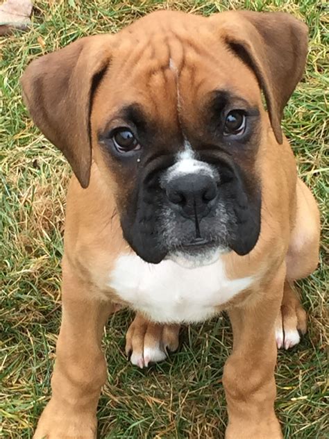 A good looking Boxer pup! | Boxer dogs, Boxer dogs brindle, Boxer puppies