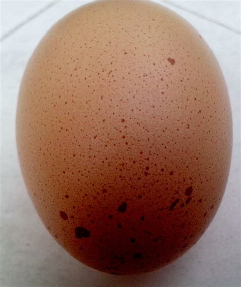 Chicken Egg Free Stock Photo - Public Domain Pictures