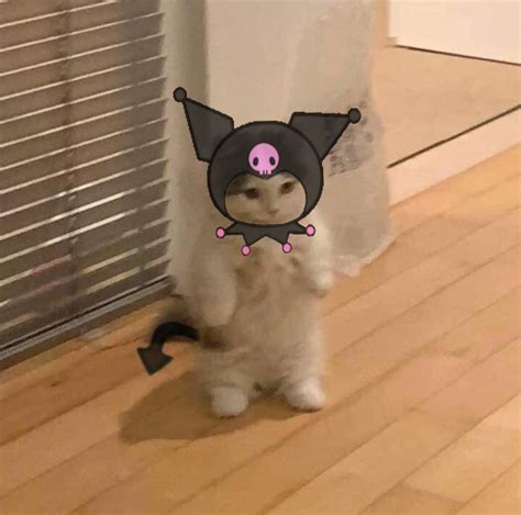 Kuromi, My Melody, Cinamoroll | Cat icon, Cat profile, Cute cats photos
