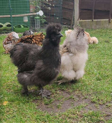 how to sex a chicken 7