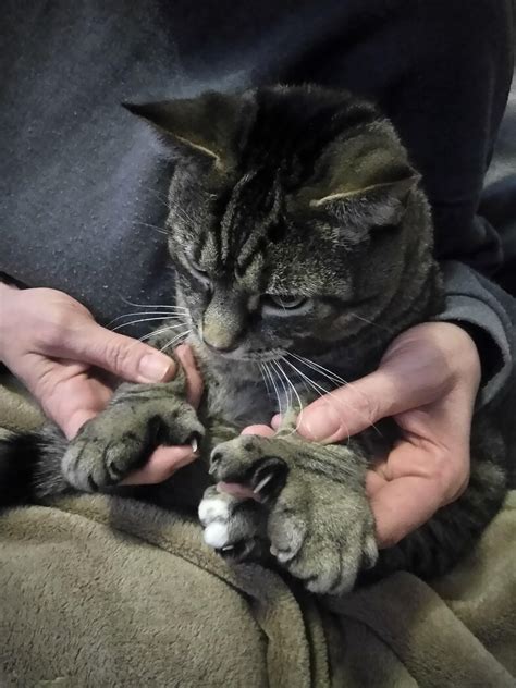 Dr Paws and his beast mode mitts : r/murdermittens