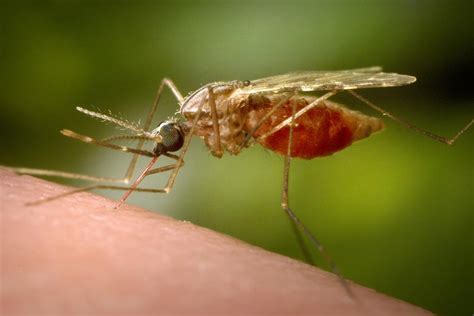 ¿Qué debemos saber sobre la malaria en Costa Rica? - Radio Santa Clara