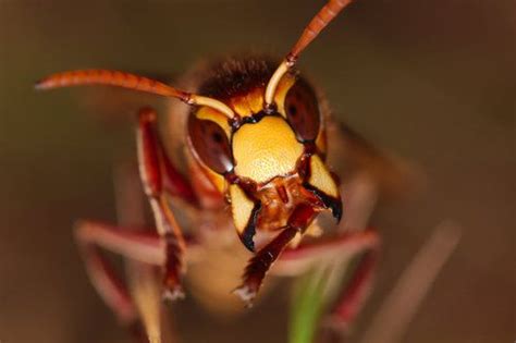 European Hornet | Entomology, European, Hornet