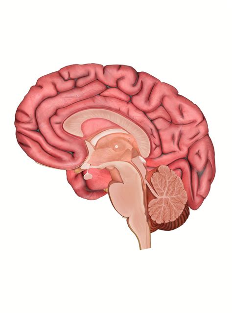 Human Brain Parts And Functions Diagram