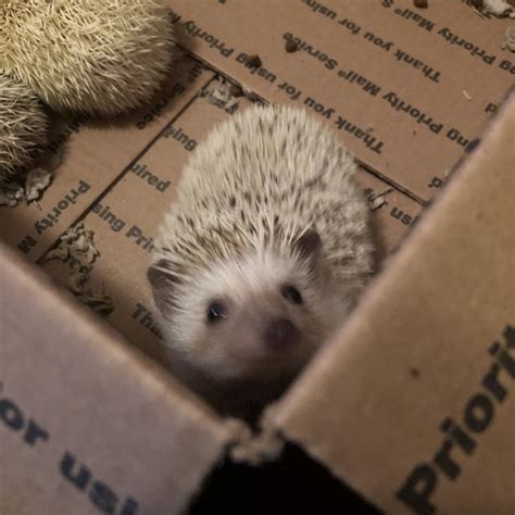 tips for hedgehog scared step by step 9