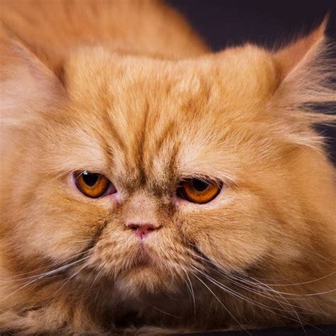 Orange Persian Cat Facts - Persian Cat Corner