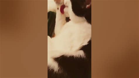 котики вампиры!!!! - YouTube