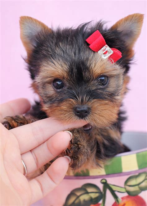 Teacup Yorkie #426 | Teacup Puppies & Boutique