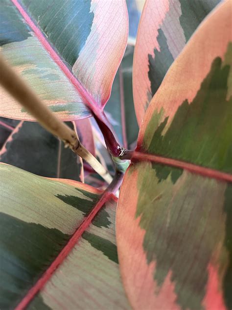 Scale on ruby rubber plant? : r/plantclinic