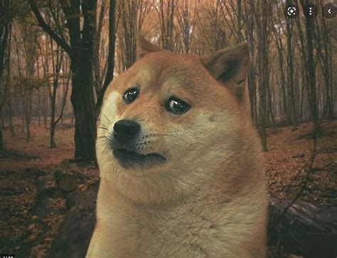 Create meme "doge dog, sad dog meme, sadness meme" - Pictures - Meme ...