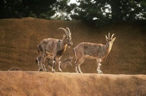 Bezoar Goats male & female Our beautiful Wall Art and Photo Gifts ...