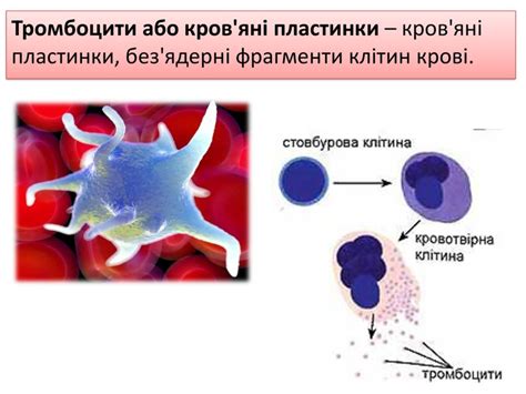 Презентація "Лейкоцити. Тромбоцити. Зсідання крові"