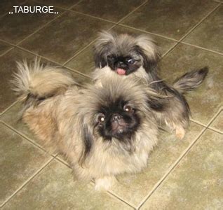 Рукавные пекинесы | Пекинес портал. Pekingese Portal