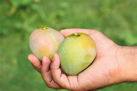 A person holding two mangoes in their hand photo – Free Mango Image on