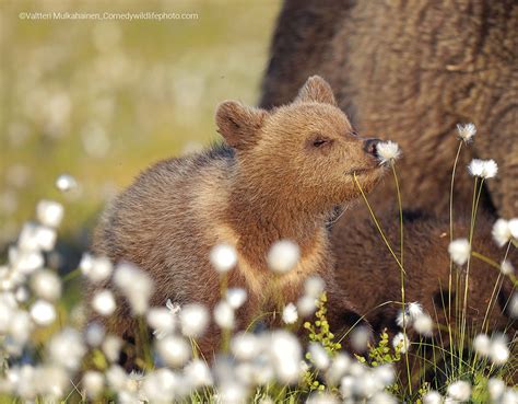 Comedy wildlife photo finalists are every bit as silly as you'd hope